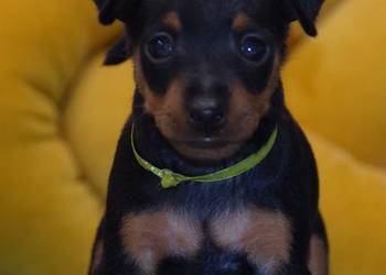 Szczenięta Pinczer Miniaturowy ZKWP fci