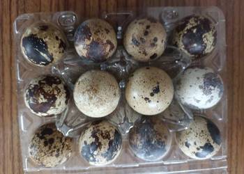 Jajka lęgowe Przepiórka japońska, mix kolorów