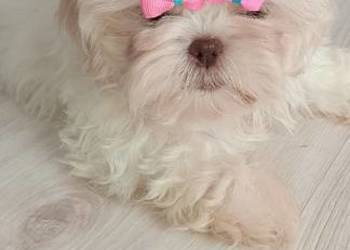 Przepiękna biała suczka rasy Shih-Tzu