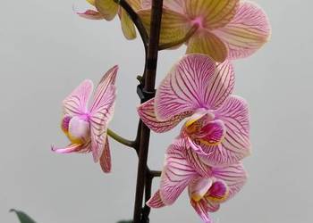 Storczyk, kwiat prążkowany bez osłonki ozdobnej