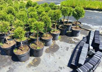 Thuja Smaragd FORMOWANA 50 ZŁ WROCŁAW