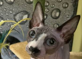 Sfinks Kanadyjski. Koteczka do odbioru. Rodowód