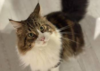 Maine Coon reproduktor