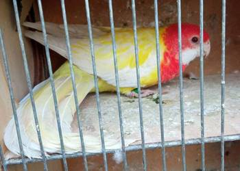 Rozella białolica samica