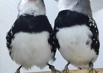 Amadyna Diamentowa para 2025