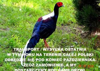 Sprzedam Bażanty Swinhoe Kiśćce Tajwańskie (Bażant) z 2025 - Samce i Samice