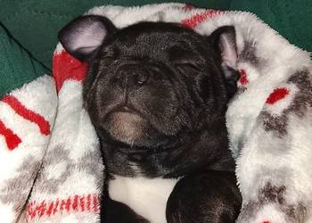 Staffordshire Bull Terrier, Stafik, Staffik