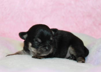 Chihuahua suczka ZKwP FCI! Prawdziwy rodowód