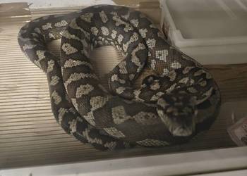 Morelia Spilota Variegata Samica