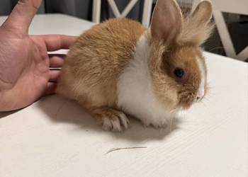 Króliczki miniaturki