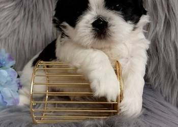 Biało czarny piesek rasy Shih-Tzu