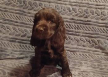 Cocker Spaniel Angielski czekoladowy i sobolowy