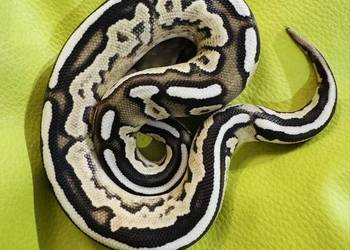 Pyton królewski samiec savannah (cinnamon mojave)