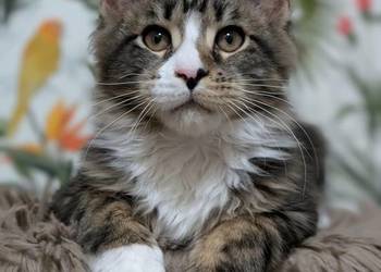 Kocieta Maine Coon