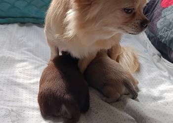 Śliczne szczeniaki chihuahua