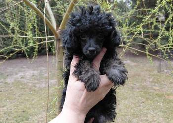 Pudel toy - suczka phantom