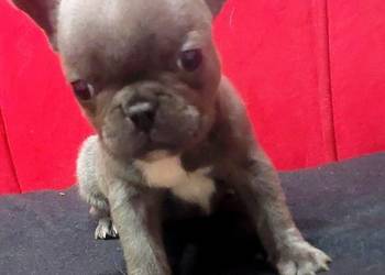 Buldog francuski pieseki i suczki blue