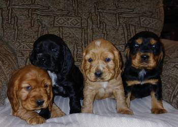 Śliczne Szczenięta Cocker Spaniel Angielski