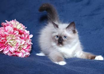 Koty Syberyjskie Neva Masquerade - LUKRECJA ZKolakowegoDomu*PL