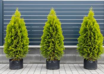 Tuja thuja AUREA NANA