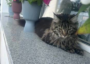 Oddam młodą kotkę rasy  Maine Coon w dobre ręce ,