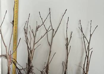 Aronia Galicjanka