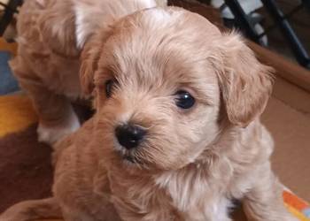 Sprzedam pieski rasy maltipoo z metryka, czip,zaszczepione