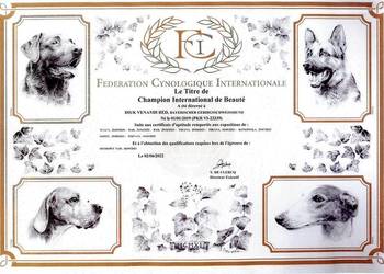 Posokowce bawarskie-szczenięta rodowodowe FCI