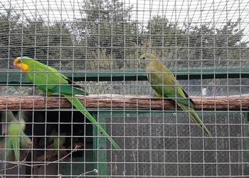 Barabanda samiec 24r (księżniczka tarczowa), barabandy