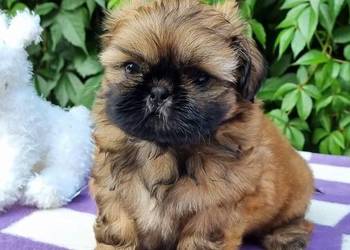 Pieski Shih Tzu  zkwp fci,  gotowe do odbioru