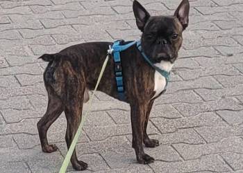 Boston Terrier krycie