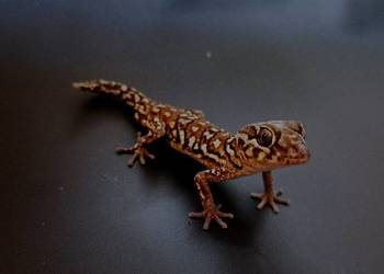 Gekon madagaskarski pictus