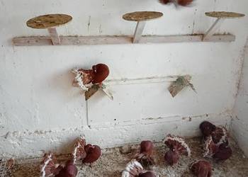 Pawiki  czerwone na lęcie