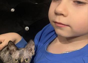 Sfinks Kanadyjski. Diablica tygryska do odbioru. Rodowód