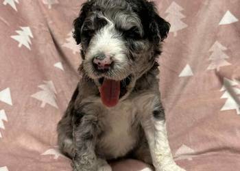 Owczarek / Pudel Aussiedoodle Silver Merle