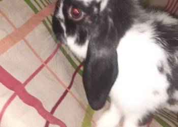 Króliczek mini lop