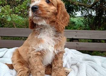 Cockapoo F1 suczki/ Pudel / Cocker Spaniel Angielski