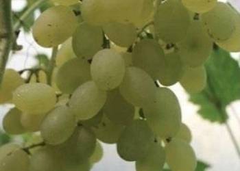 Beznasienny winogron K-SZ. BALIET. Winorośli 1,8m