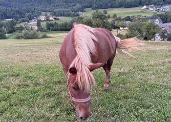 Kucyk klacz