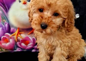 Pudel TOY Red szuka domku