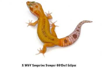 Kolorowe gekony lamparcie z hodowli 2026 - samiczki