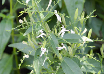BRODZIUSZKA WIECHOWATA Andrographis paniculata NASIONA 60000 sztuk - 100g.