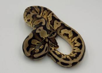 Hi super orange dream YB albo Hi orange dream YB Samica Pyton królewski wąż