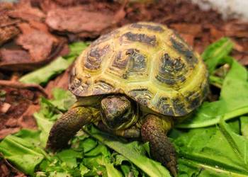 Żółw Lądowy Stepowy - Sklep Zoologiczny