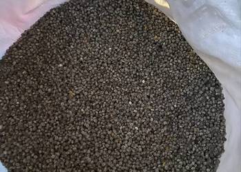 Łubin żółty, szerokolistny mister zbiór 2025