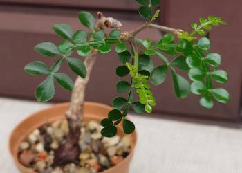 Operculicarya decaryi sukulent z kolekcji rzadkość bonsai