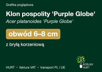 Klon pospolity 'Purple Globe' obwód 6-8 cm, z bryłą – HURT