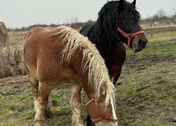 Sprzedam dwa ogiery!!!