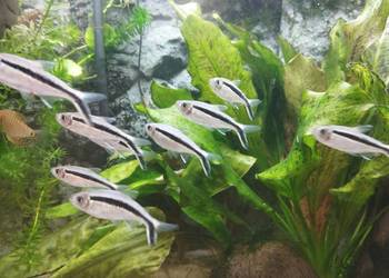 Hokejowka, ryby akwariowe, rybki akwarium