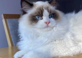 Kotki kocurki Ragdoll FPL